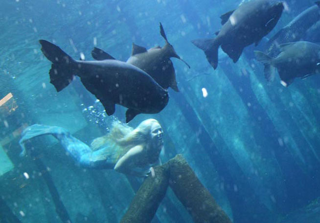 Mais conteúdo exclusivo chega ao Netflix: Mako Mermaids An H2O Adventure